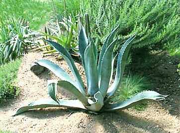 1agave.jpg