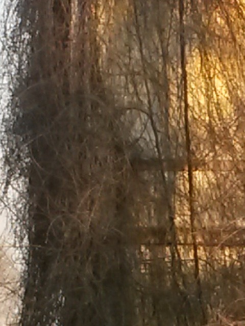 00040 progressiva fermata spercenigo 2015.01.25 andrea mozzoni.jpg