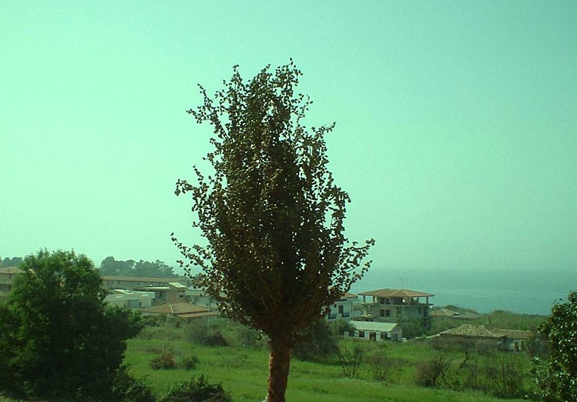 albero.jpg
