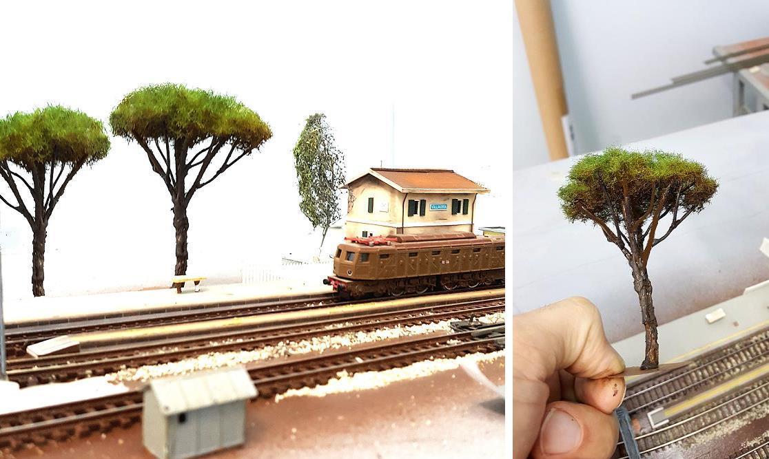 pino marittimo scala n.JPG