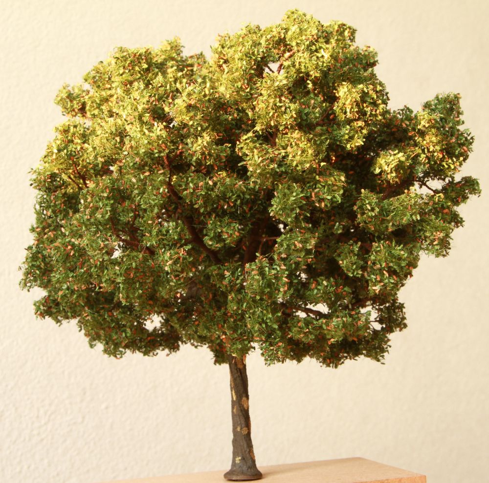 quercia_1.jpg