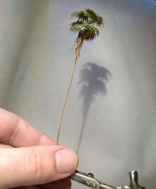 palma artigianale scala n.jpg