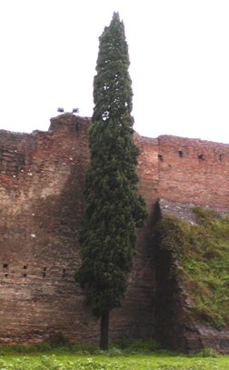 Cipresso.jpg