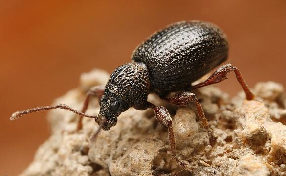 weevil.jpg