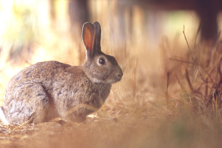 Coniglio.jpg